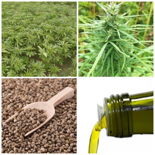 Hemp has a pretty bad wrap in conventional circles. What people don't know are the incredible health benefits of the glorious wee hemp seeds.