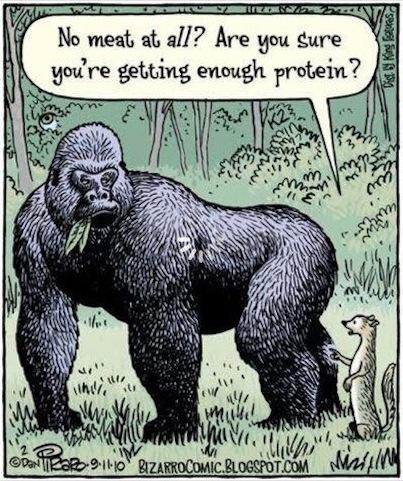 Gorilla cartoon protein
